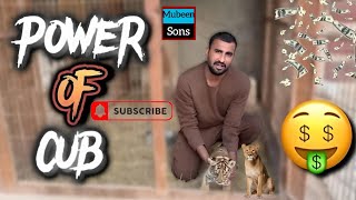 Shehr Main Dihat  Lions and Tiger price Mubeen Sons  مبین سنز [upl. by Theodor]