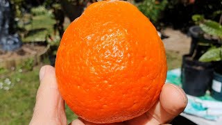 Tasting Super Juicy Tangelo From My 8 Yo Tree [upl. by Aeresed667]