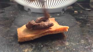 How to spreadeat anchovy paste [upl. by Nollahs]