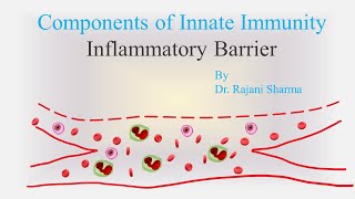 Components of Innate Immunity Inflammatory Barrier [upl. by Ocisnarf550]