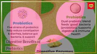 How do probiotics and prebiotics support digestive health [upl. by Etheline314]