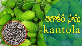 spine gourd farming informationkantola khetiagakaraseeds 08914800965 [upl. by Neeli]