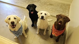 Labradors Learn to Use Doggy Door [upl. by Rabin430]