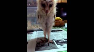 Barn Owl Chick  Hissing [upl. by Kucik]