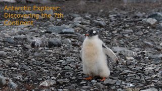 Discovering the 7th Continent Antarctic voyage on board of World Explorer Part 3  Penguins [upl. by Irved950]