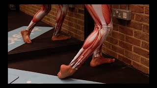 Peroneus Fibularis Tertius LEG Stretch for All standing – iStretch [upl. by Eloci]