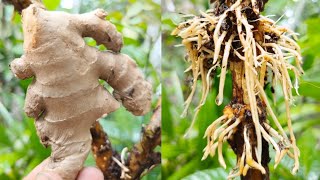 Best method of propagate Guava by air layering with Ginger With 100 Success [upl. by Ecyrb759]