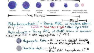 Reticulocytes amp Polychromatophils [upl. by Atnuhs]