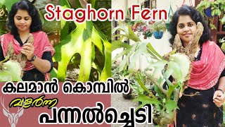 ഇതൊരു അത്ഭുതച്ചെടി തന്നെ Staghorn Fern Malayalamstaghorn fern care and mountingfern gardening [upl. by Werby]