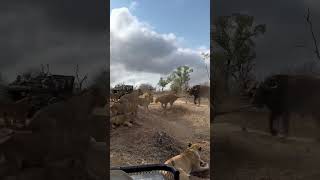 Some more MalaMala Madness 🤠The Kambula pride catch a buffalo then successfully fend off the herd [upl. by Lobiv]