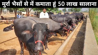 टॉप मुर्रा नस्ल की भैसों का डेरी फार्म  Buffalo Farm  Buffalo Farming In India  Dairy Farming [upl. by Bender210]