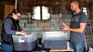 Making Red Wine from Grapes  Part 1 [upl. by Tchao16]