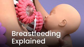 Breastfeeding 3D Animation Explained [upl. by Ardnassela]