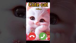 cats call me your number shorts cat [upl. by Siraval]