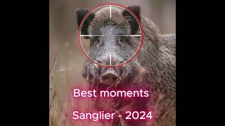 Best moments Chasse Sanglier 2024 [upl. by Odnanreh]