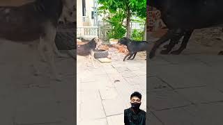 Street Dogs Gang Fight 🥵 shorts dog vlog shortsfeed [upl. by Tija]