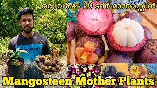 How to Grow Mangosteen Fruit at Home  Mangosteen Mother Plants  Mangosteen Fruit Plants for Sale [upl. by Aiotal]