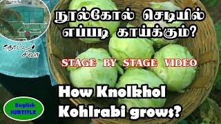 நூல்கோல் செடியில் எப்படி காய்க்கிறது  How Knolkhol Kohlrabi grows  Stage by stage growing video [upl. by Adniles]