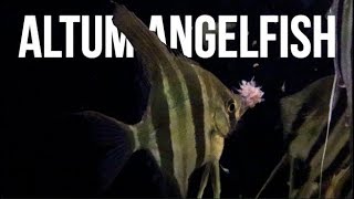 Altum Angelfish Care  How To Care For Altum Angelfish [upl. by Mahalia]