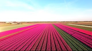 Amazing Tulip Fields [upl. by Cormac]