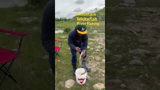 Catching big mountain whitefish on the river youtube fishing troutriver adventure fish [upl. by Navap391]