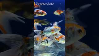 Elegant Goldfish A Stunning Aquarium Full of Natural Beauty 🐠✨ aquarium youtubeshorts [upl. by Eisyak]