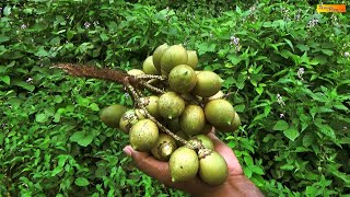 Exotic Fruit Grugru Bactris Major [upl. by Alakam305]