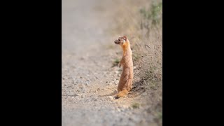 Long Tailed Weasel Encounter [upl. by Urita]