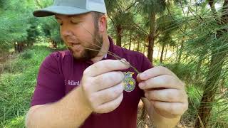 Loblolly Pine Pinus taeda Identification [upl. by Lanny709]