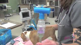 Kennel cough pneumonia in a dog  VETgirl Veterinary CE Videos [upl. by Llegna]