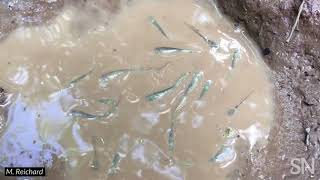 Rain puddles provide an impromptu spot for killifish breeding  Science News [upl. by Addie812]