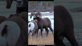 Largest Bighorn Ram Dominating During the Rut [upl. by Shanan]