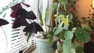 House Plant movement Time Lapse [upl. by Heddy]