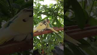 Baby parakeets grown up budgies birdslover birds budgiesparakeet parakeets babybudgies [upl. by Yaf565]