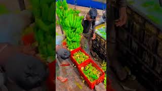 Banana King today loading short video fruit shortclips farming beautifulflowersintheworld [upl. by Atyekram562]