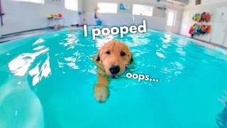 My Dog Rents a Swimming Pool [upl. by Marcella936]