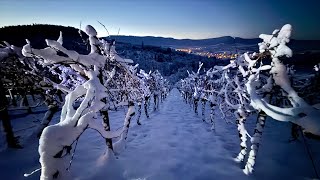 Eiswein in Metzingen  Frostig kalte Adventsnacht  03 Dezember 2023 [upl. by Aldus]