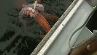 Giant Octopus caught on Deep Sea fishing Trip at the Farallon Islands [upl. by Rochus]