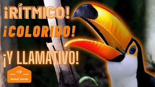 SONIDO QUÉ HACE UN TUCAN RAMPHASTOS TOCO  SONIDOS que HACE el Tucán Toco para Llamar El Mejor [upl. by Towrey634]