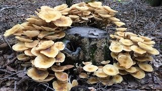 Foraging Edible Honey Mushrooms  Identifying and Cooking Armilleria Mellea [upl. by Sheryl]