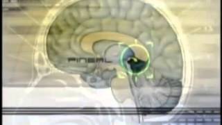 Pineal Gland Dr Rick Strassman on DMT [upl. by Buckden65]