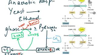 56005421 ANAEROBIC RESPIRATION 5 [upl. by Churchill297]