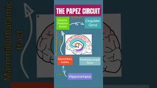 Papez Circuit  keep it simple  Mnemonic to remember Limbic System [upl. by Innob437]