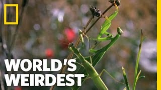 Deadly Praying Mantis Love  Worlds Weirdest [upl. by Karin385]