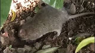 rat videorat eatingrat searching food for eat at very zoom video animal videoblack rat [upl. by Cheng]