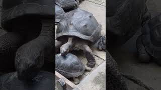 Cerita kura kura raksasa fyp viralvideo zoo animals turtle [upl. by Gloriane]