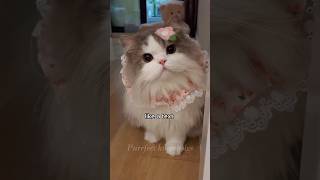 Why Do Cats Sometimes Ignore You😭😭 CatBehavior FunnyCats [upl. by Orianna]