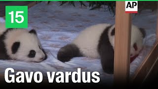 Vokietijos zoologijos sode gimusioms pandoms suteikti vardai [upl. by Lebasiairam818]