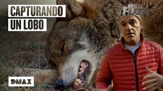 Wild Frank ayuda a atrapar un ejemplar de lobo ibérico  Wild Frank [upl. by Adaj]