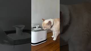 Top 3 Hydration Trends for Cats You Cant Ignore This 2024 [upl. by Yannodrahc410]